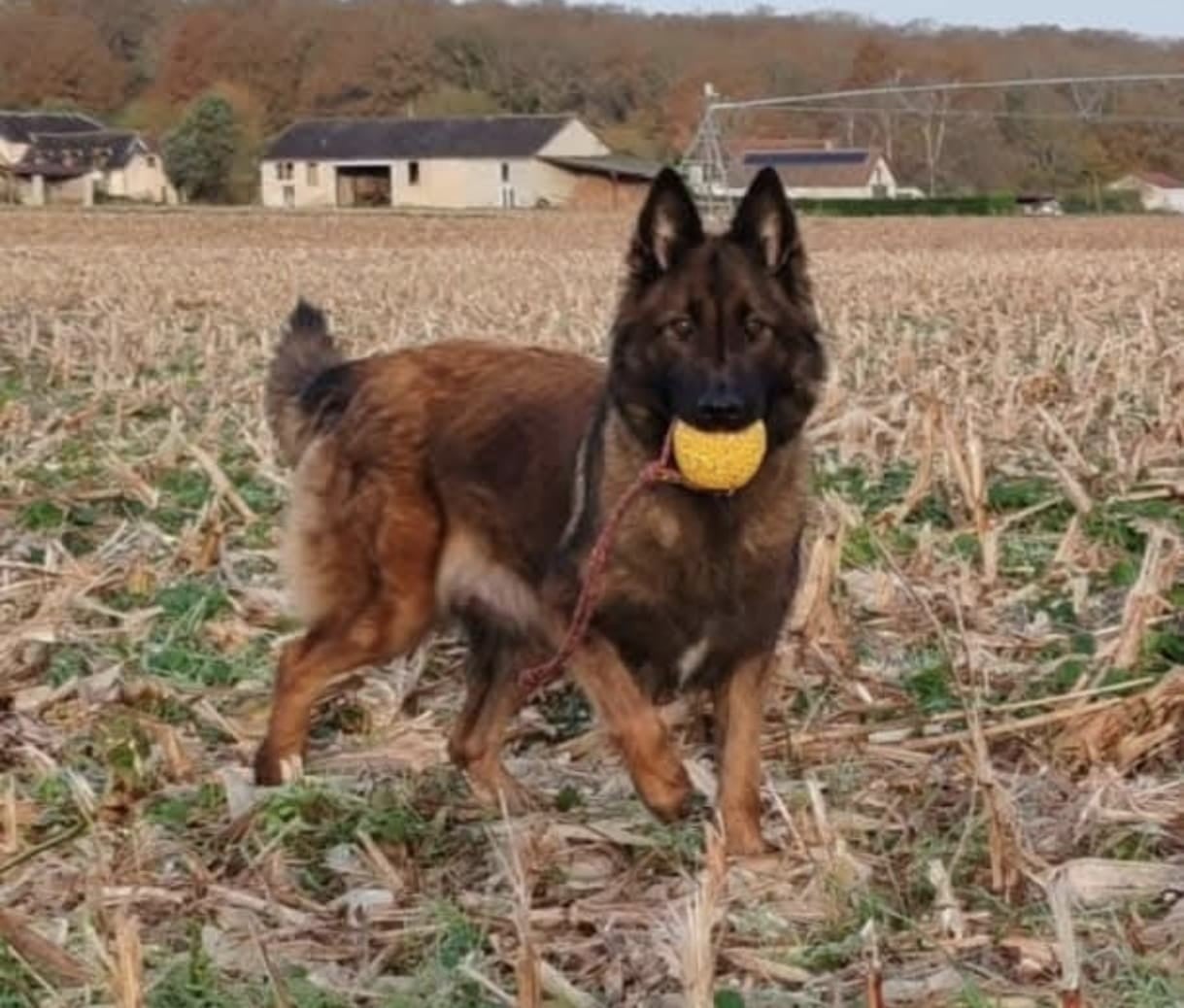 Publication : vom Schloss Rickens Auteur : Elevage canin Vom Schloss Ricken