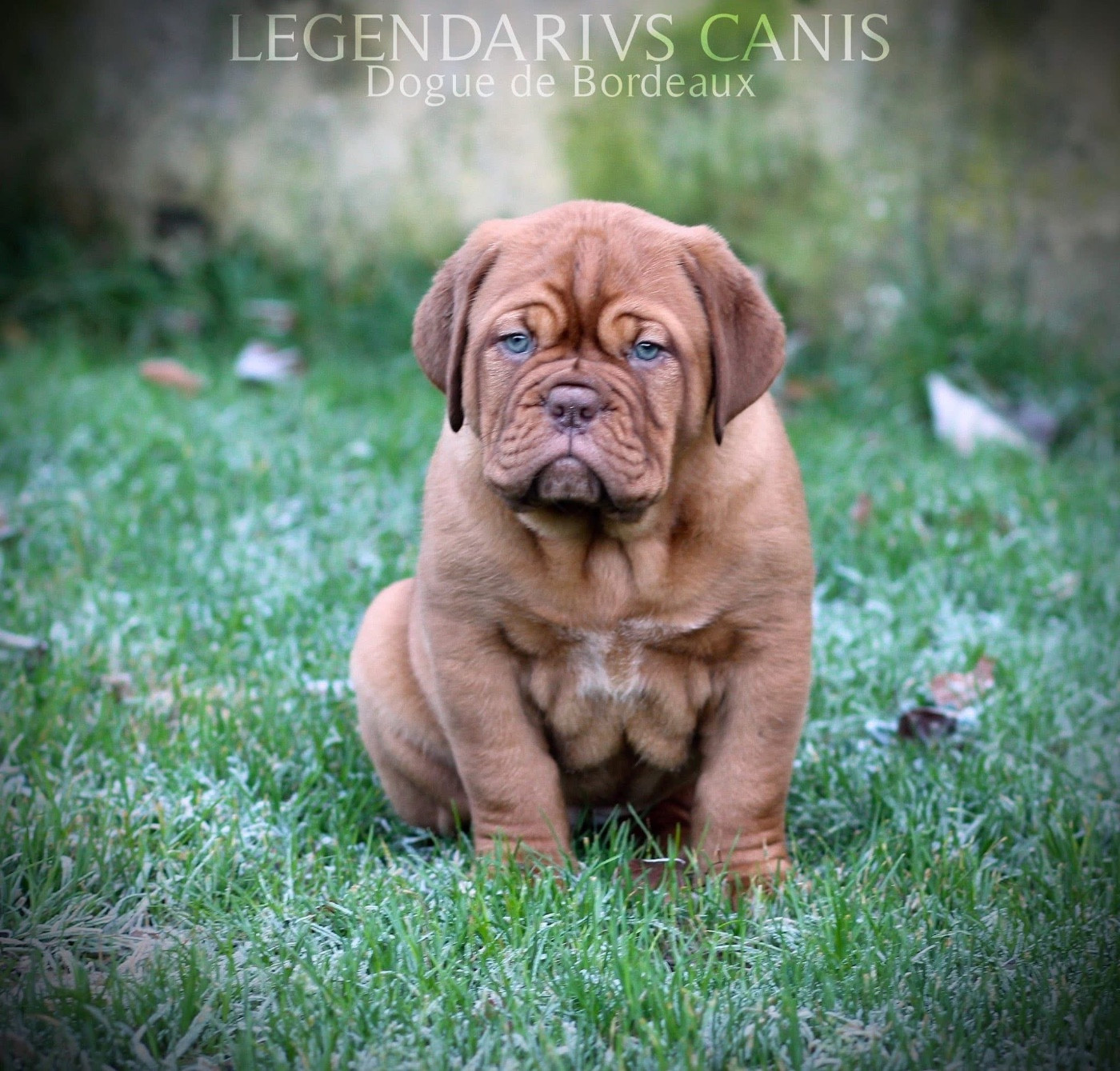 Publication : Legendarivs Canis Auteur : Anthony Fauvel