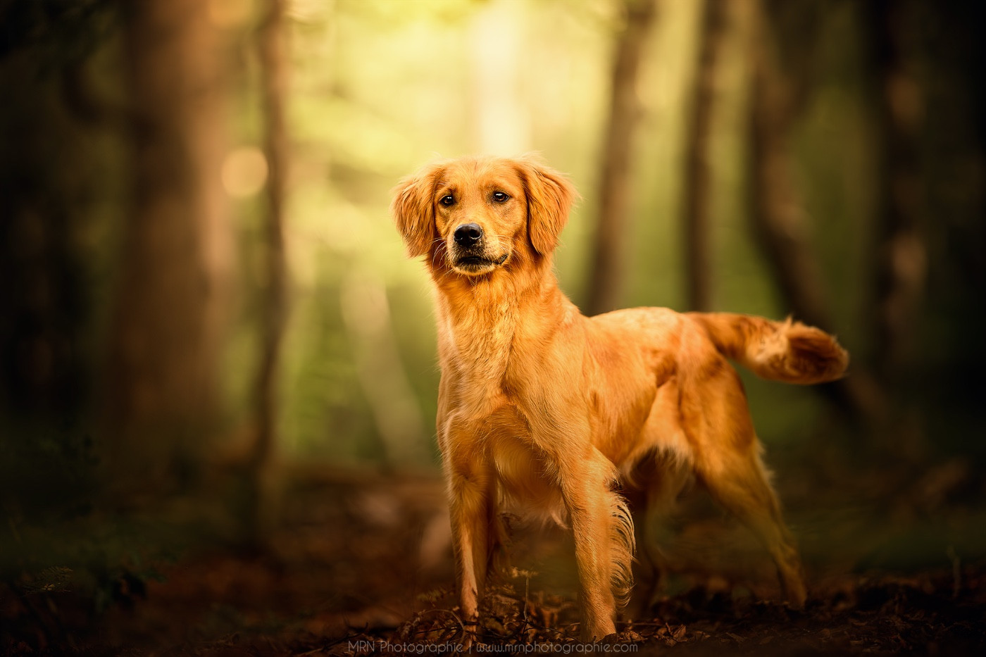 Publication : Of Heemany 