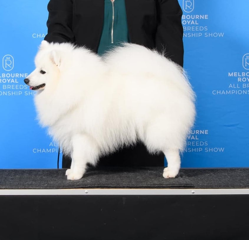 Publication : Du Temple Des Spitz