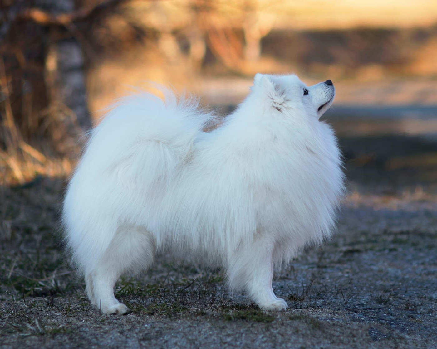 CH. jasam's Impressive new friend