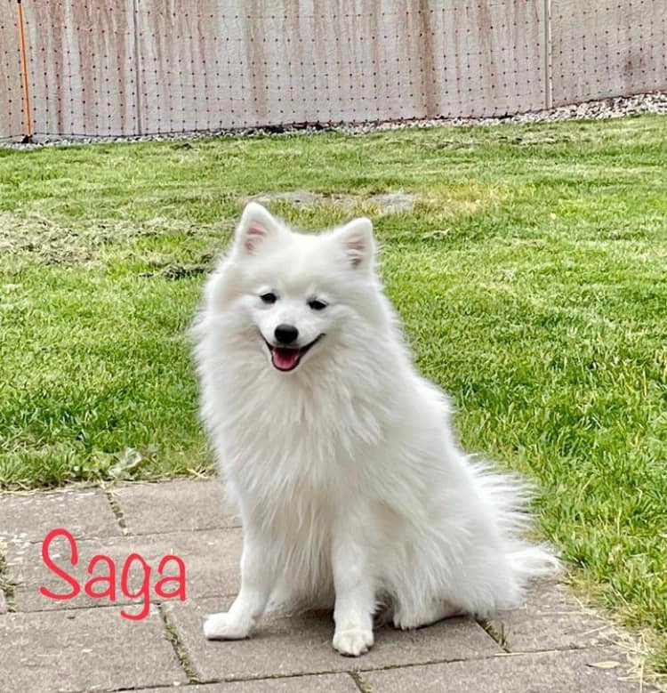 snöslottets Honey-honey