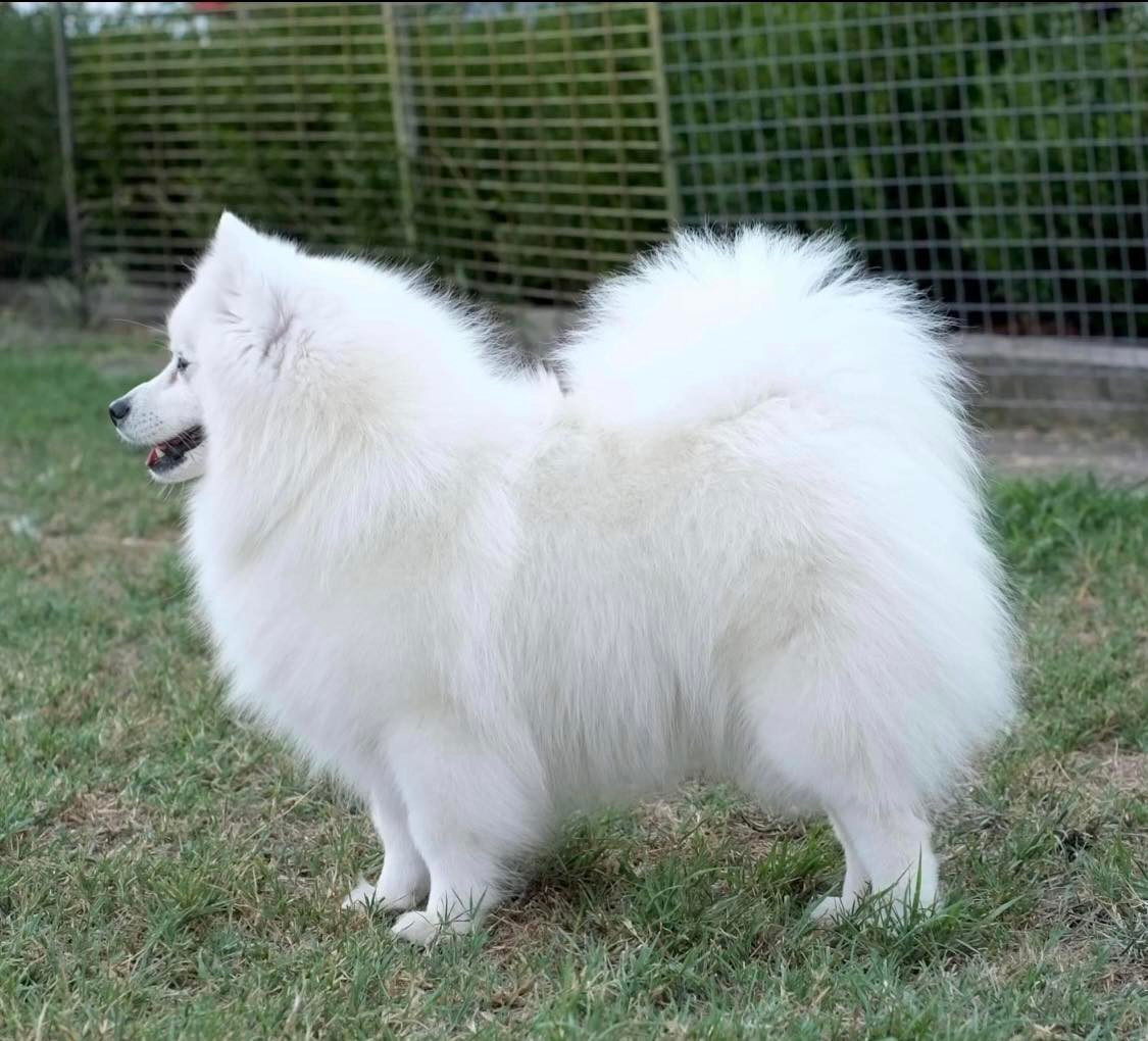 Publication : Du Temple Des Spitz 