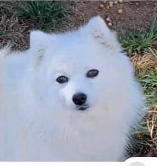 CH. patome Sweet child of mine