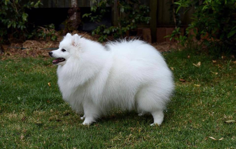 CH. patome Heavens on fire (ai)