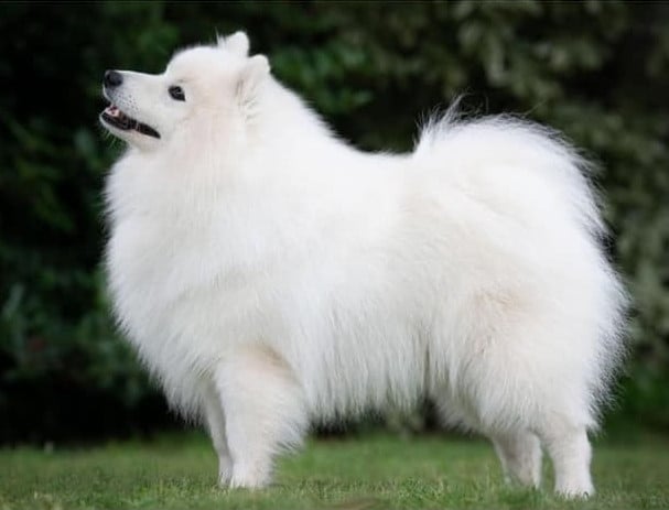 CH. belzbentley The eminem show