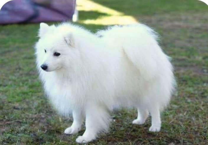 CH. patome Little joe