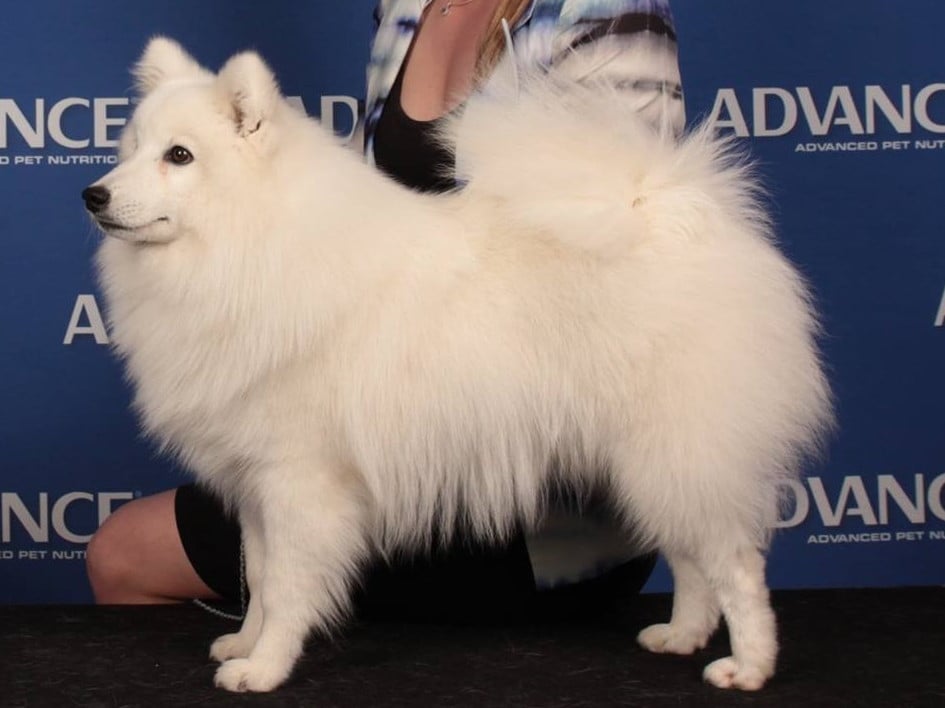 CH. belzbentley South ofthe border