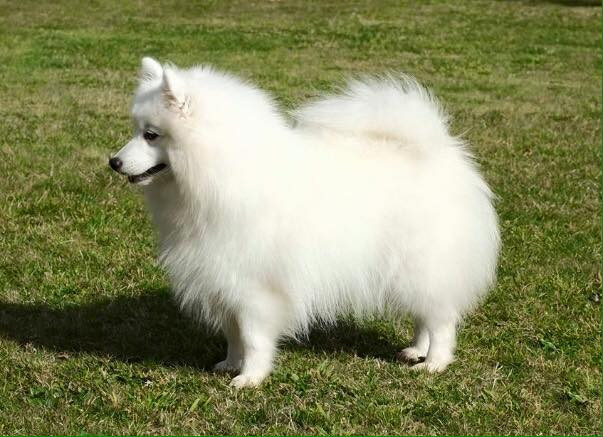 CH. patome Busy being fantastic