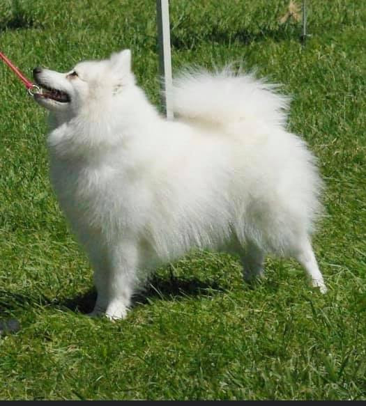 CH. coleisha Summer twilight