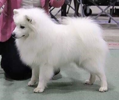 CH. fenomenets Insider at ja-sam