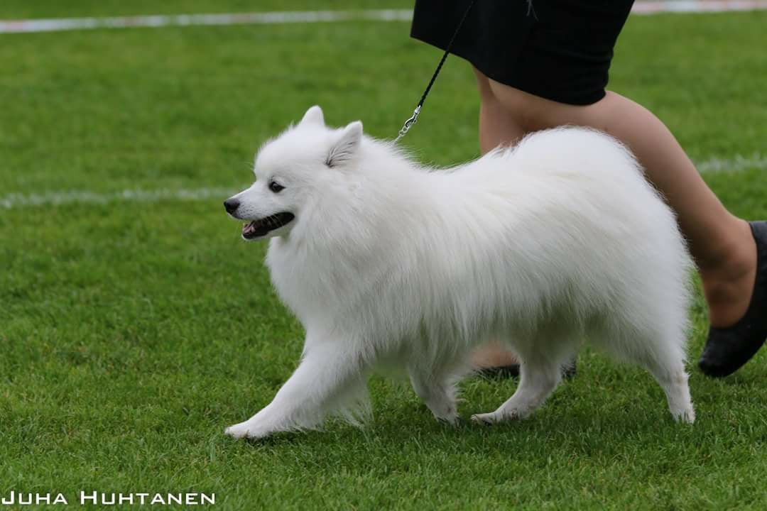 blandvita Red moon rising