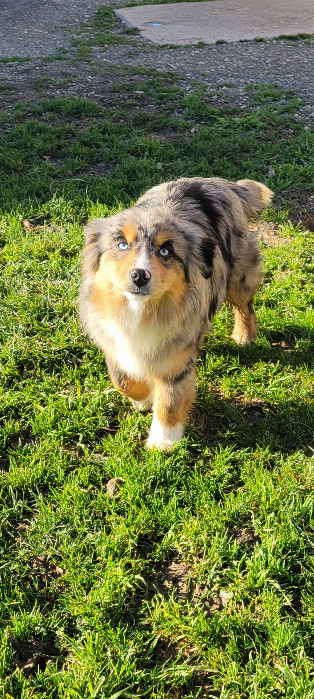 Publication : Des Molosses De Timoulys