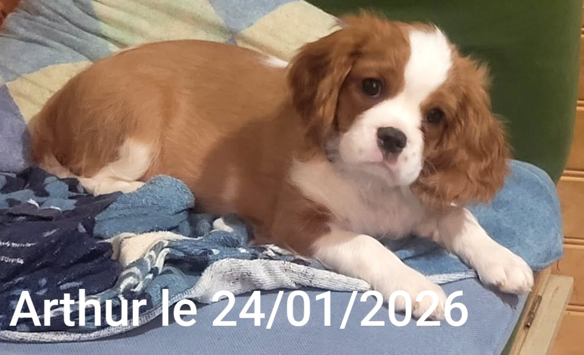 Publication : De Perle Pure Auteur : EVA RIBEIRO