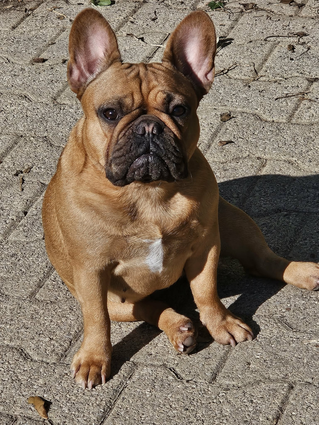 Publication : De L' Alzine De Saint-Martin