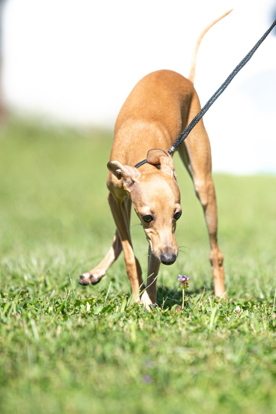 Publication : des cristaux de liac