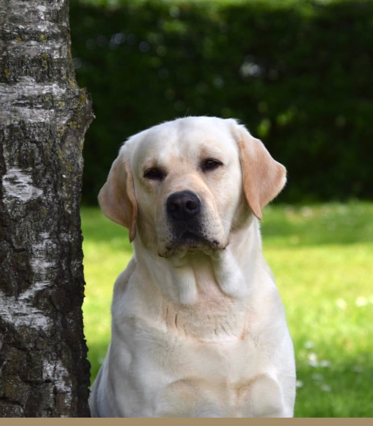 Publication : Of The Little Snow