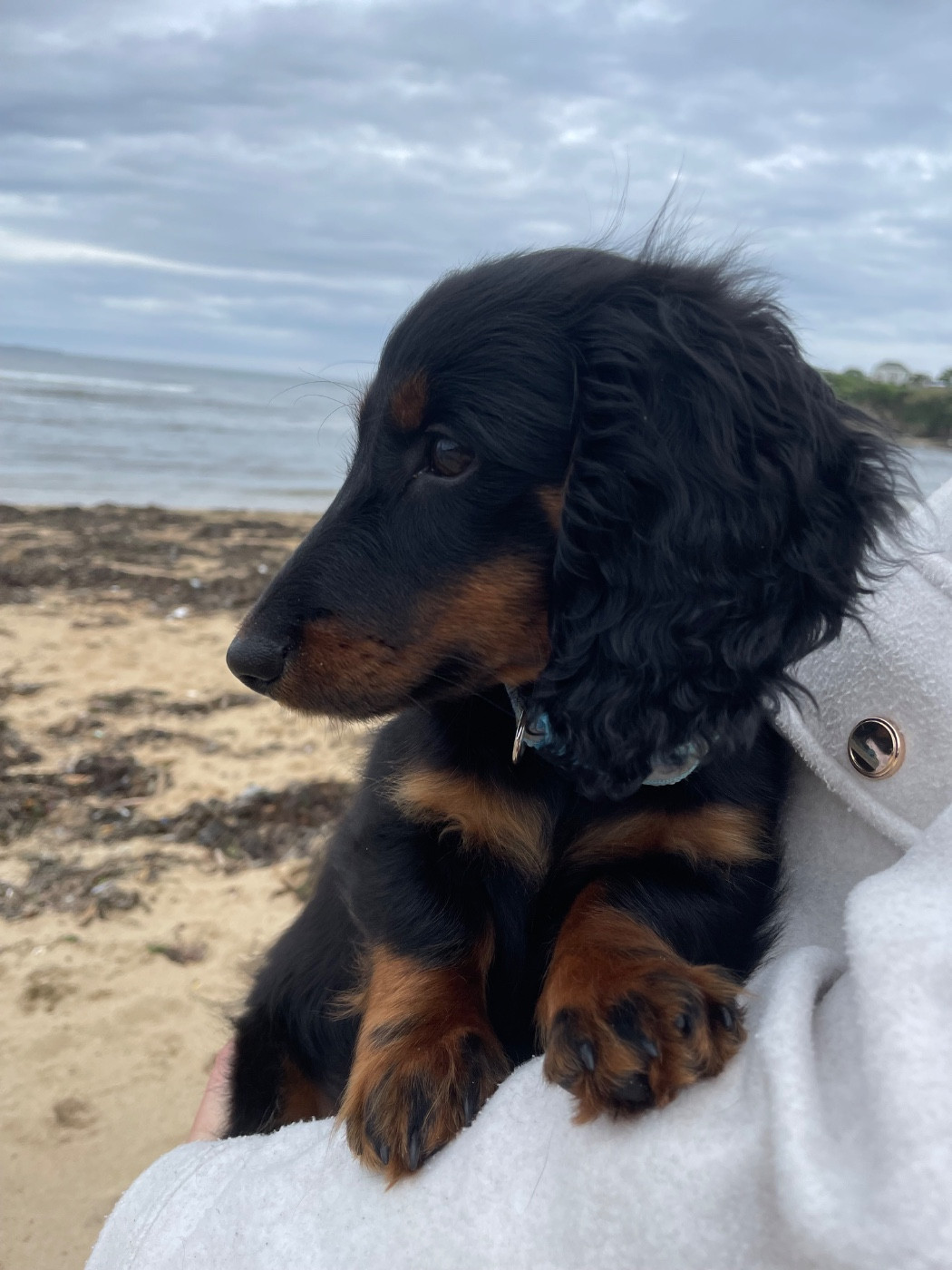 Publication : du domaine d'an oriant Auteur : Domaine d An Oriant