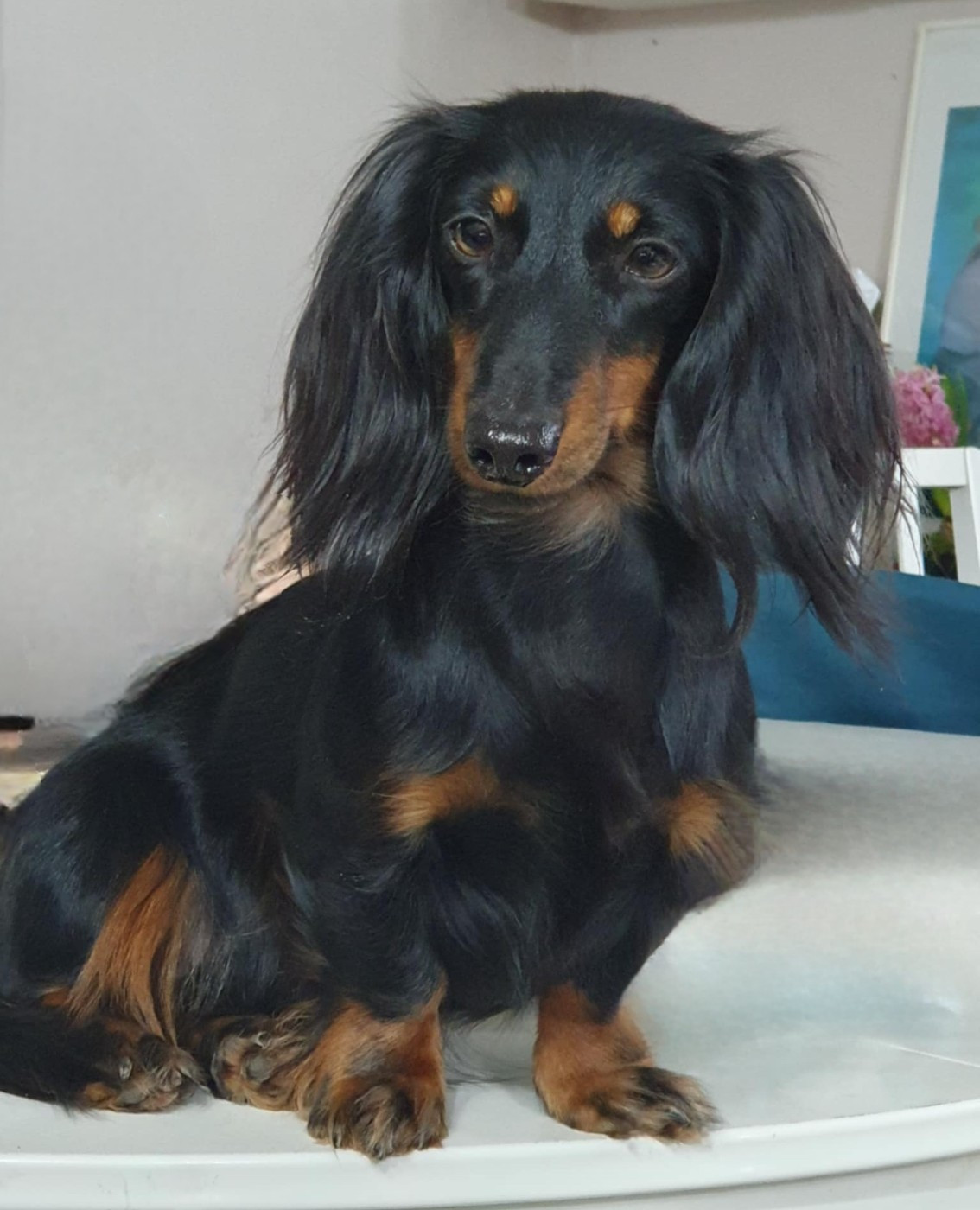 Publication : De La Colline D'Astraia