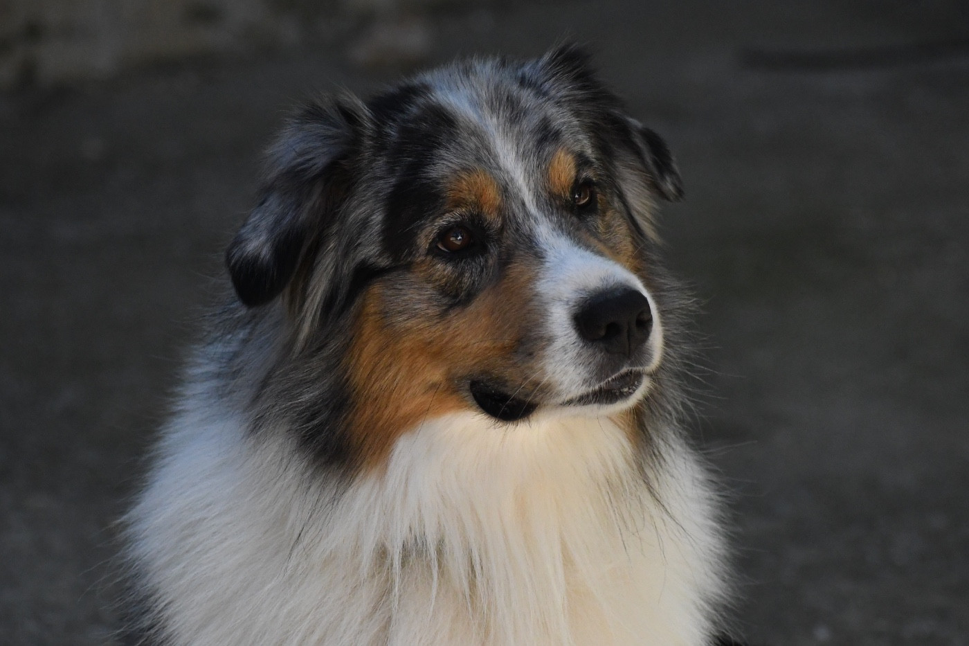 Publication : Des Terres Sauvages Du Lou Blanc Auteur : CLAUDE-BURATI Louise