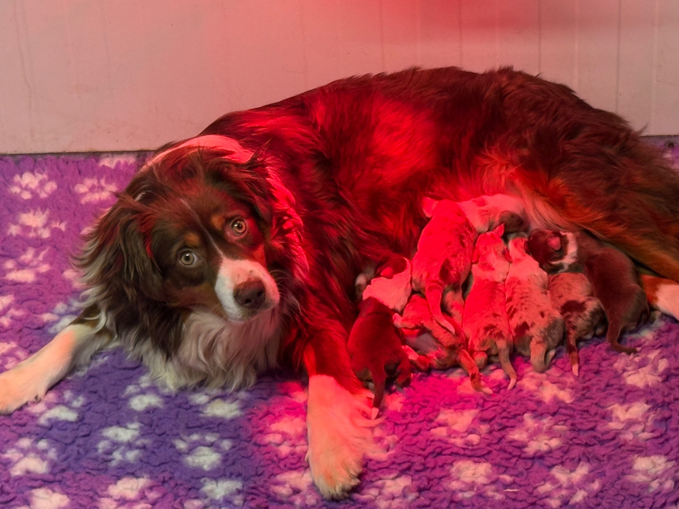 Publication : Des Terres De L'Avesnois