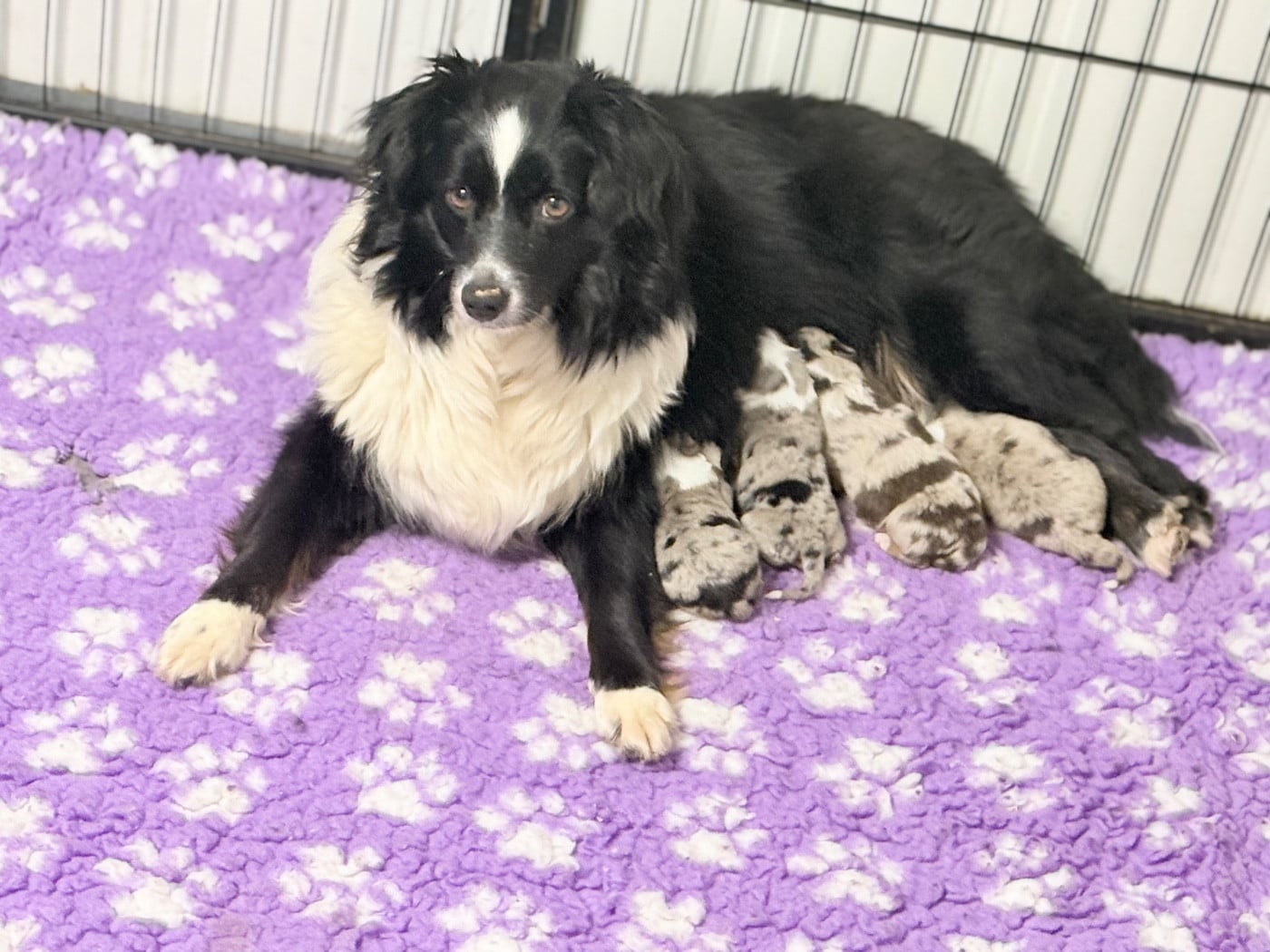 Publication : Des Terres De L'Avesnois