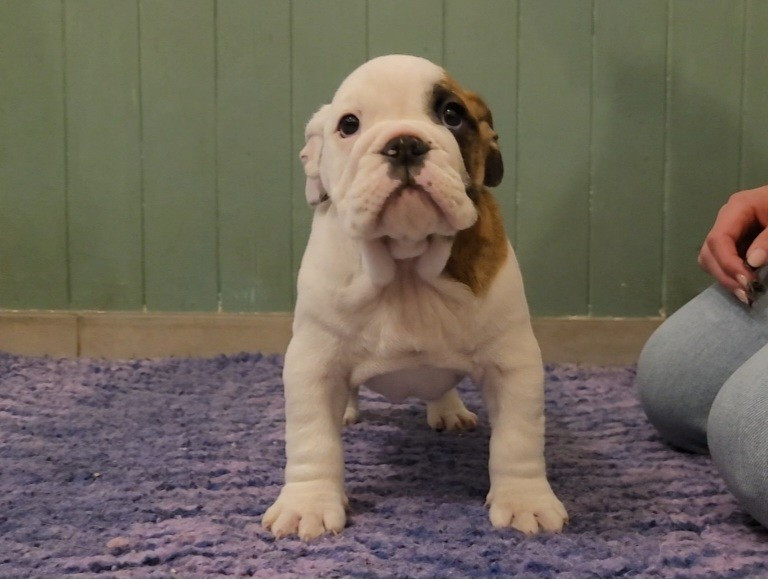 Publication : De la Cour des Molosses Auteur : Liminana