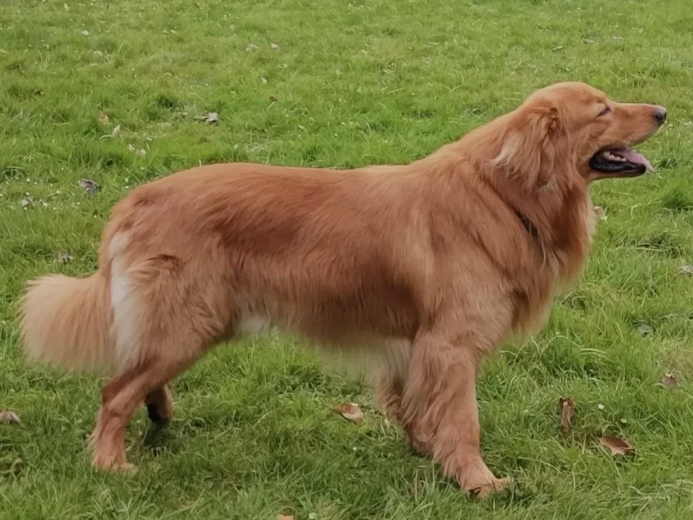 CH. TIDJI des Landes de Kerloggan