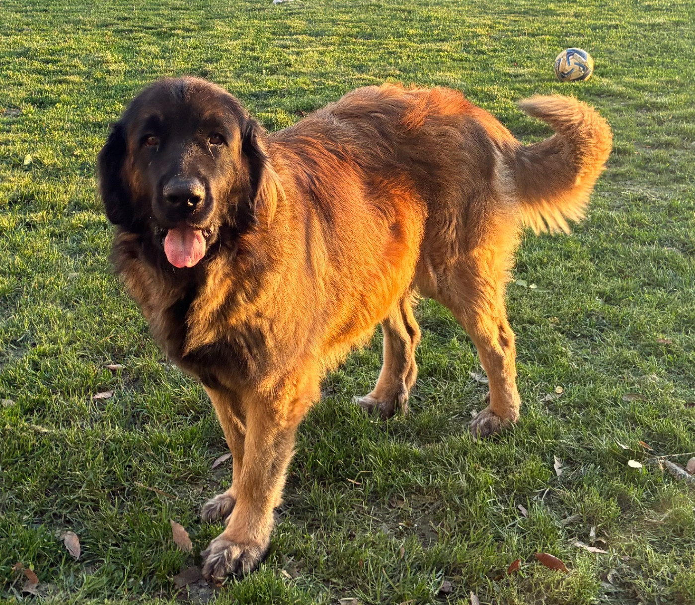 Publication : Des Neuf Grains D’Or Auteur : Audrey