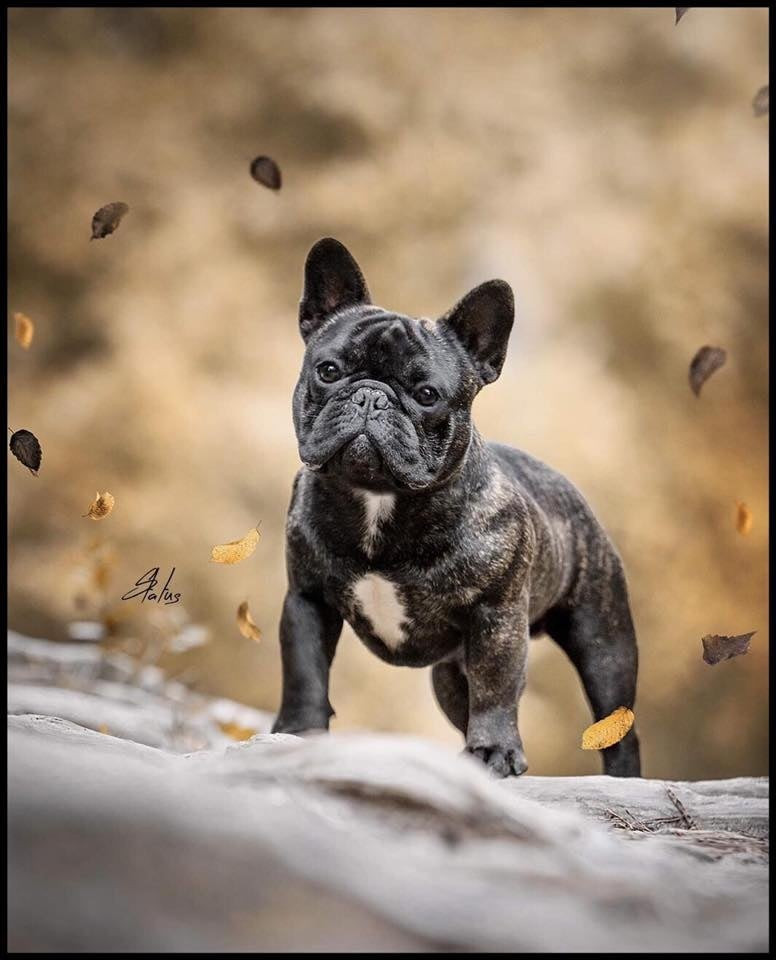 kingfriend MR. Victor Hugo