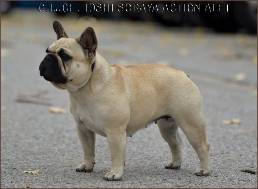 CH. Hoshi Soraya action alet