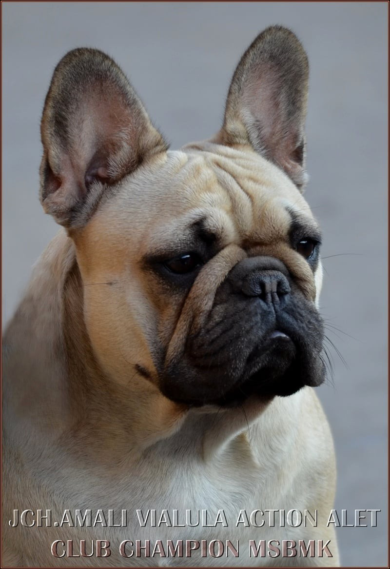 CH. Amali Vialula action alet