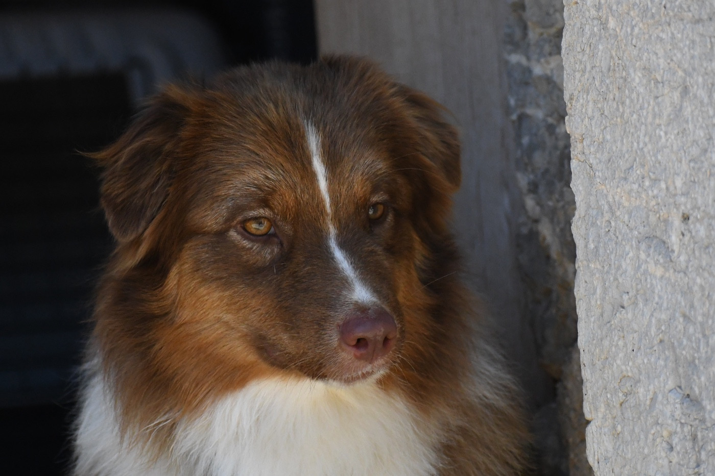 Publication : Des Terres Sauvages Du Lou Blanc Auteur : CLAUDE-BURATI Louise