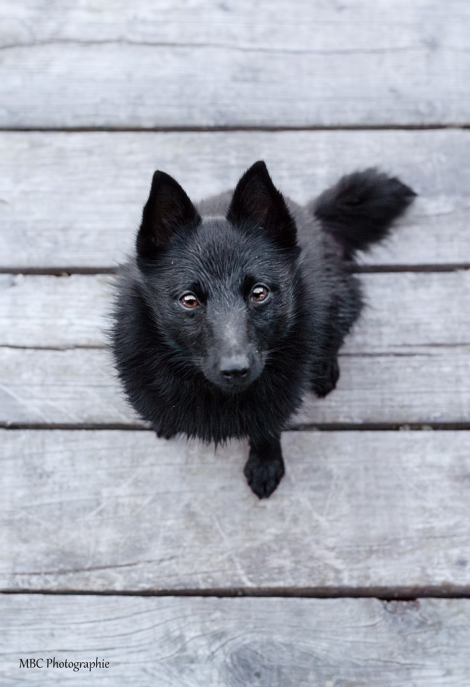 Publication : D'Une Légende Bretonne 