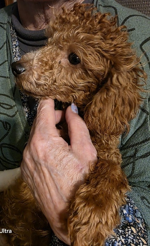 Publication : lovely yupanki Auteur : Catherine Larriviere