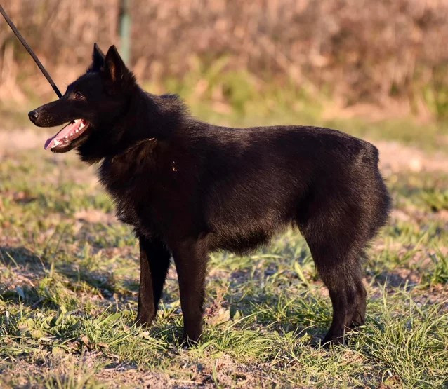 Publication : de l'empire du Phoenix Auteur : La lignée royale