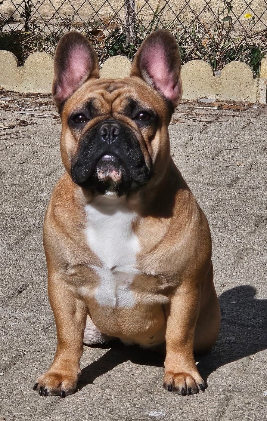 Publication : De L' Alzine De Saint-Martin Auteur : De L'Alzine de Saint-Martin