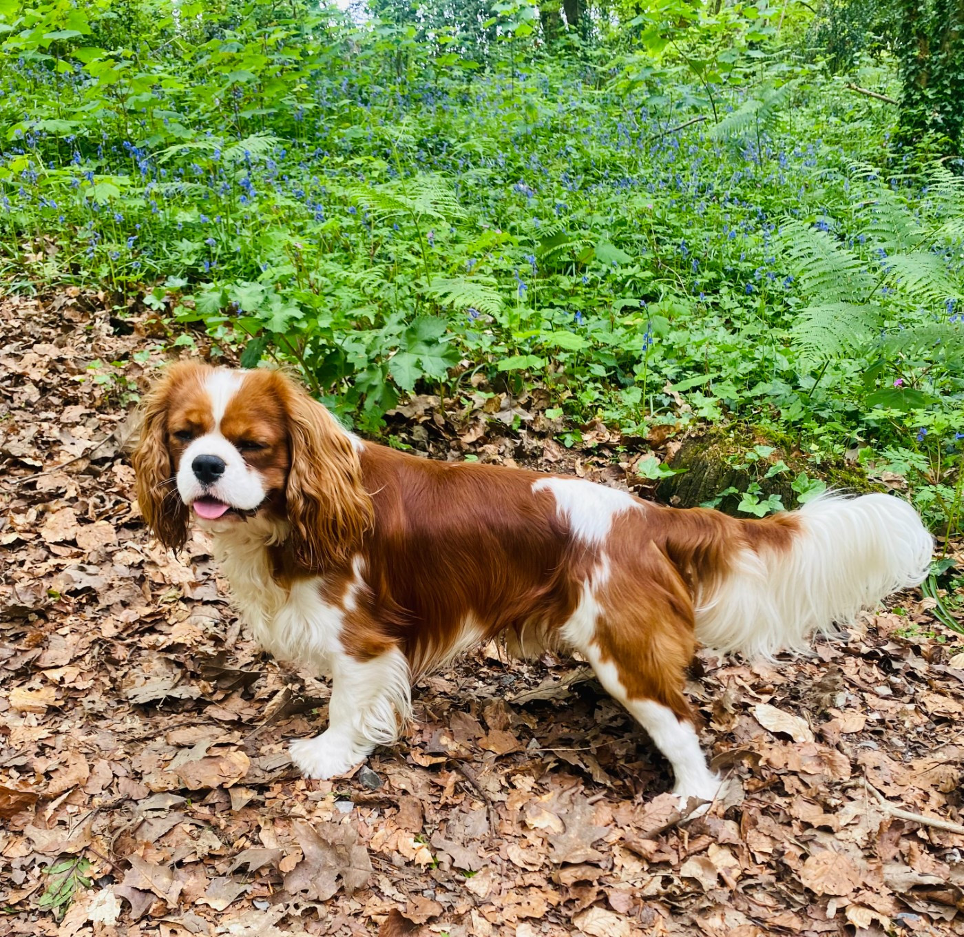 Publication : paul gleonec Auteur : paul gleonec