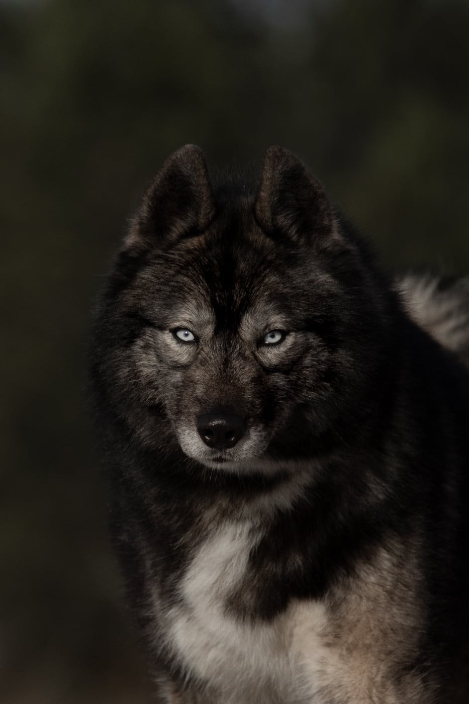 Publication : Of Umok's Dreams 