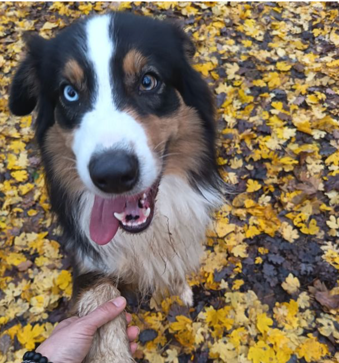 Publication : (Sans Affixe)