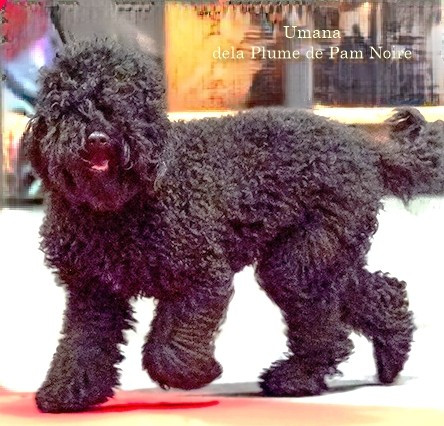 Publication : De la plume de pam noire 