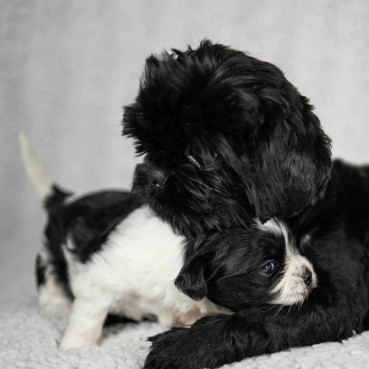 Publication : Du Chemin Des Petits Clos