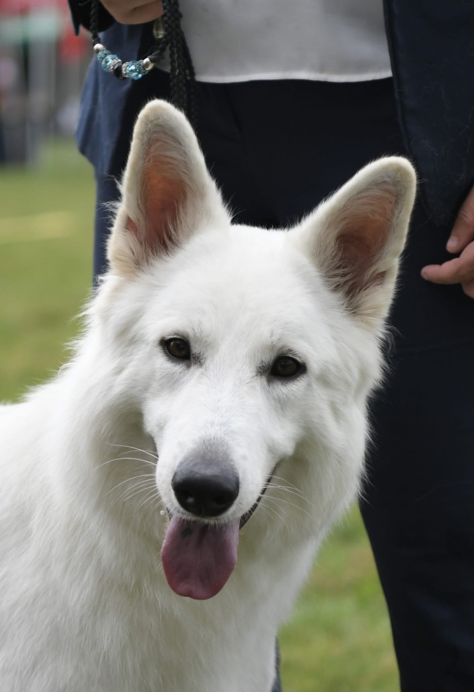 Publication : Des Bergers Du Lautrecois