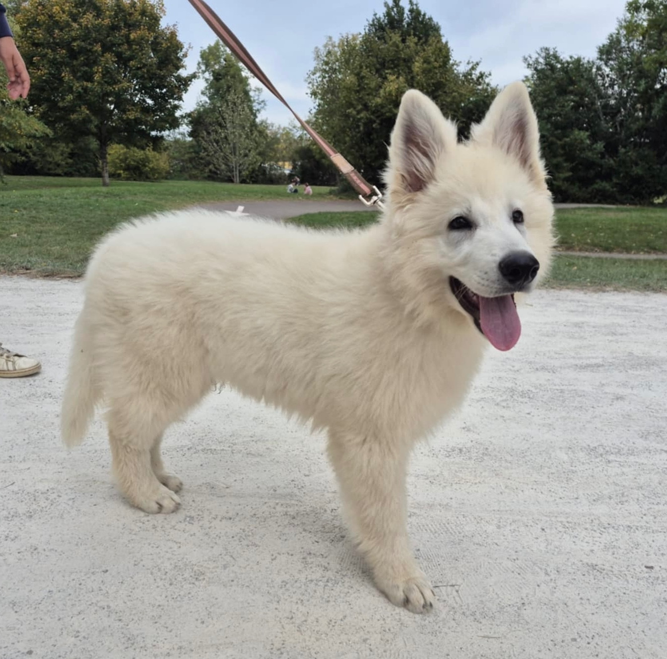 Publication : Des Bergers Du Lautrecois