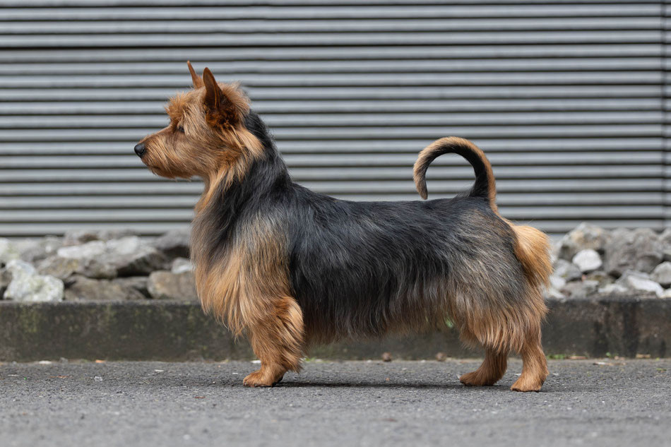 Golden girl von den grauen anfurten