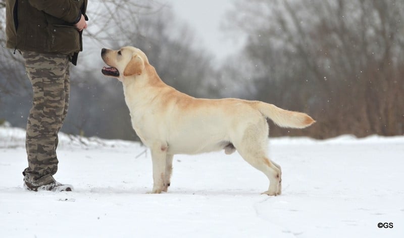 CH. ROBERT SUPER START (Sans Affixe)