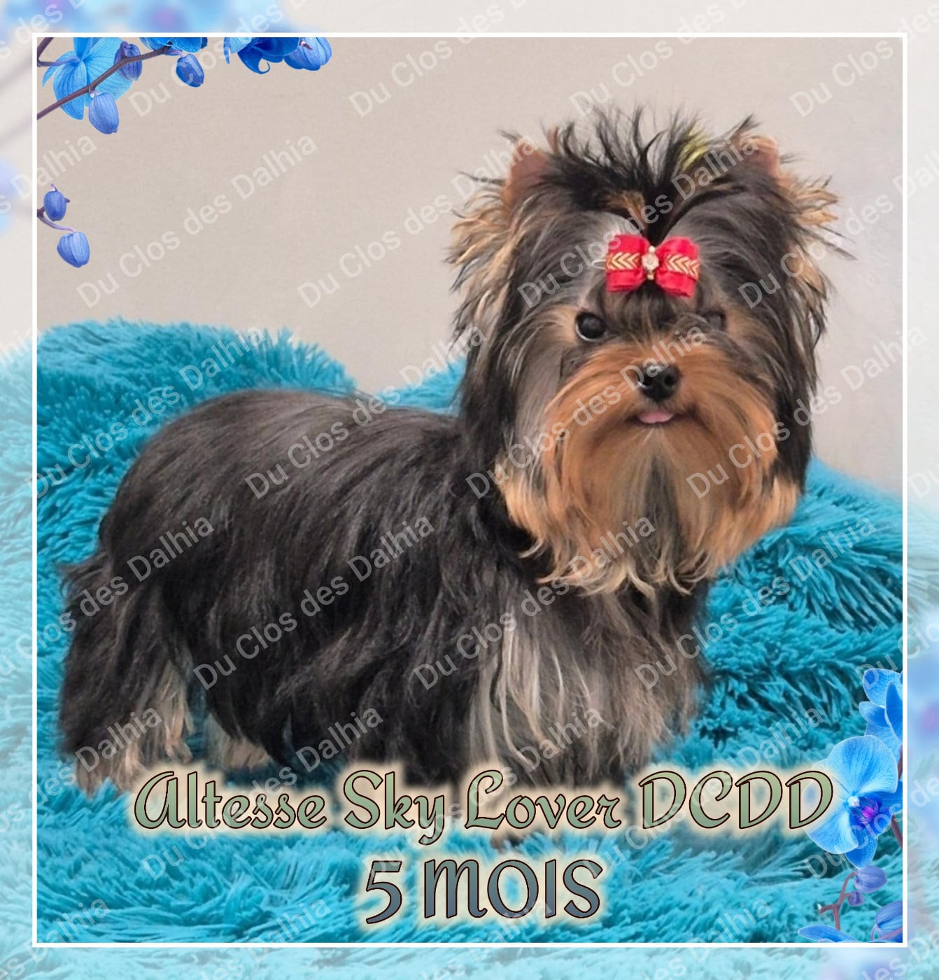 Publication : Du Clos Des Dalhia Auteur : Du Clos des Dalhia