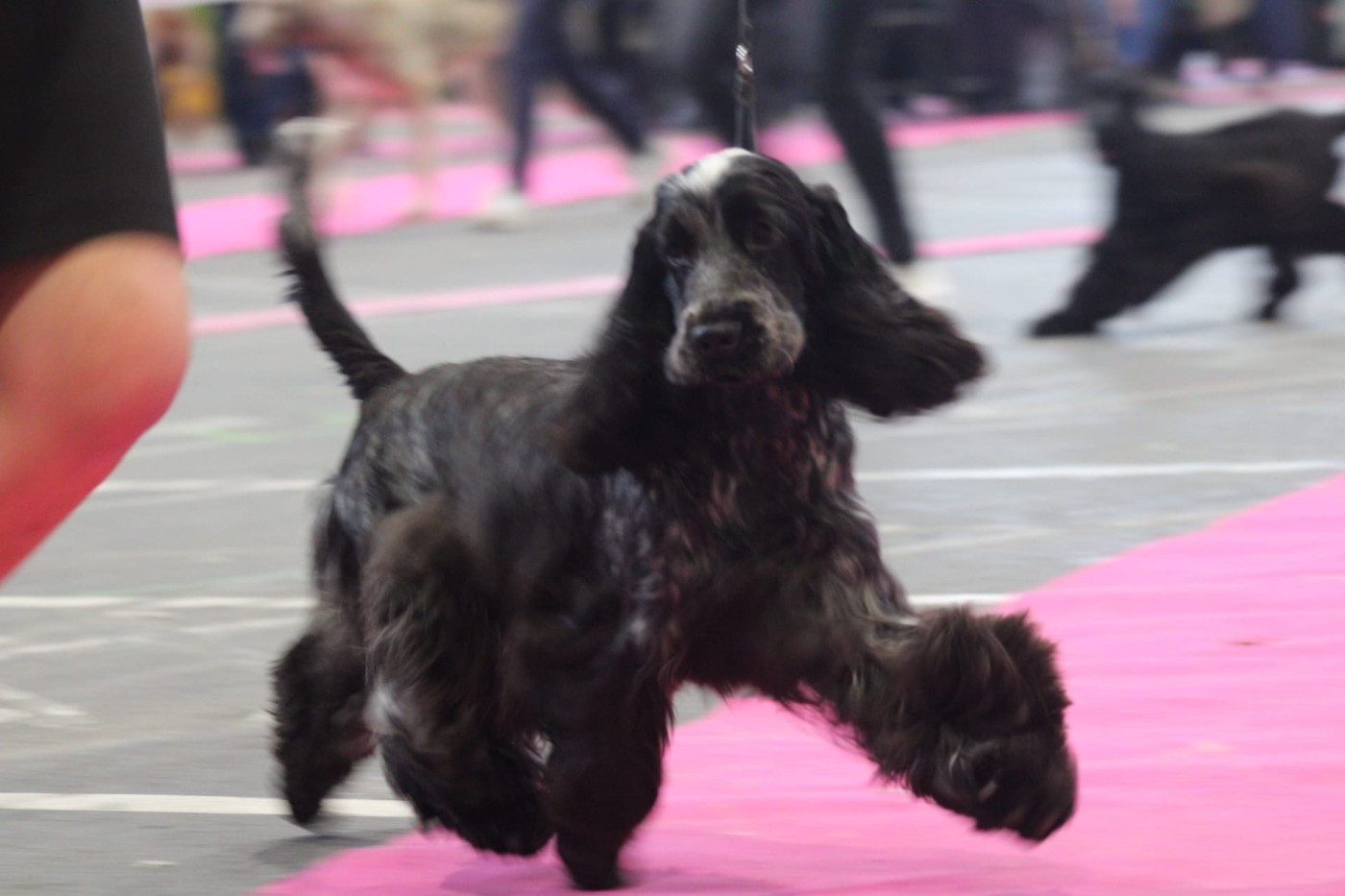 Publication : de la rivière d'opale