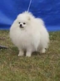 Publication : Vito Von Haus