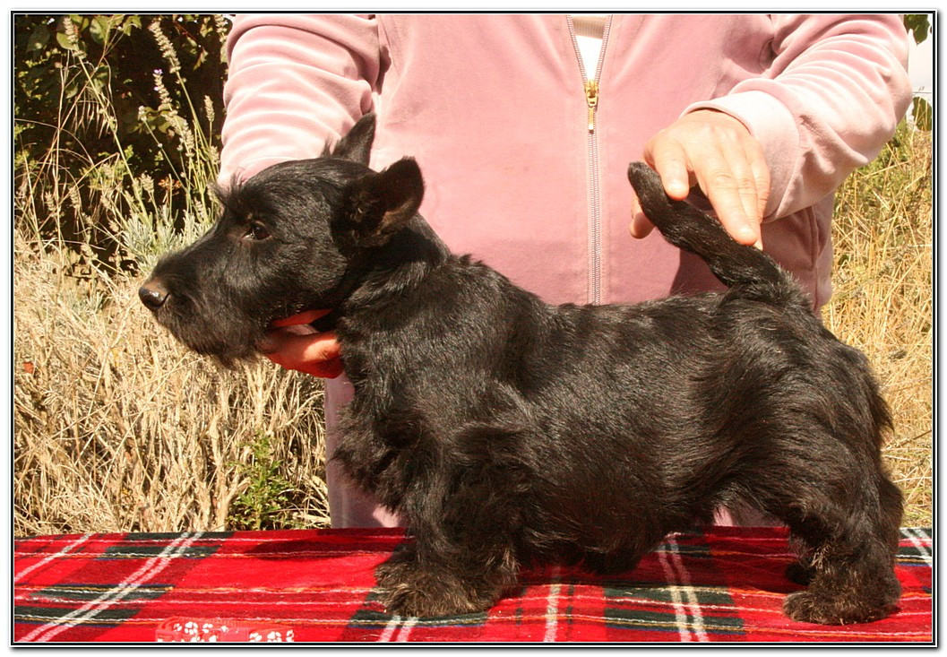 Publication : du Clan des Petits Colonels 